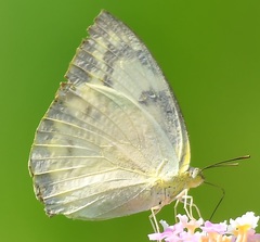Catopsilia pomona