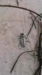 Habroscelimorpha dorsalis saulcyi