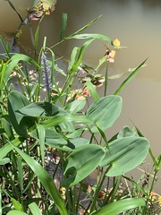 Pontederia