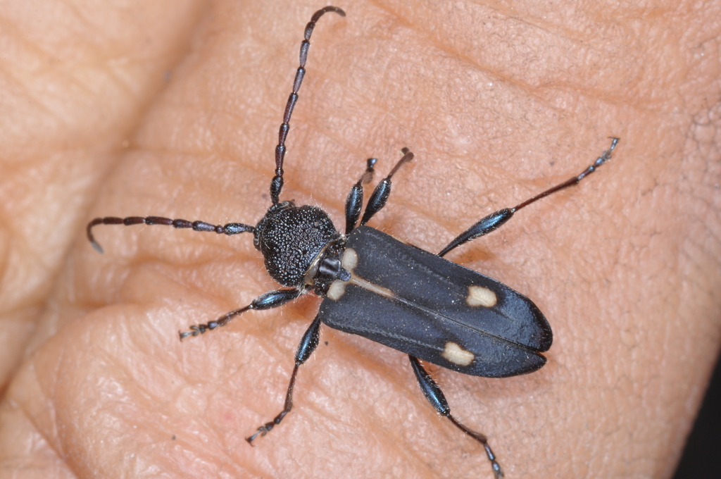 Calydon globithorax