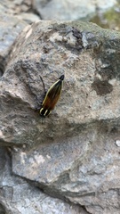 Epistomentis pictus