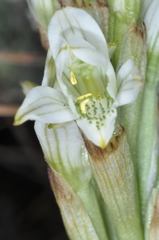 Chloraea