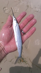 Hemiramphus brasiliensis