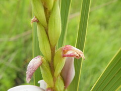 Gladiolus sericeovillosus