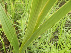 Gladiolus sericeovillosus