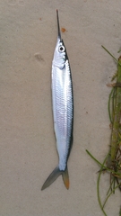 Hemiramphus brasiliensis