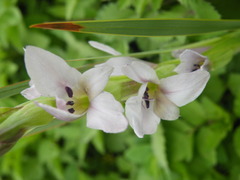 Gladiolus sericeovillosus