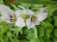 Gladiolus sericeovillosus