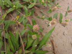 Gomphrena celosioides