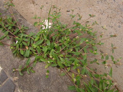 Gomphrena celosioides