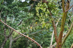 Caryothraustes poliogaster