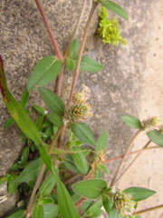 Gomphrena celosioides