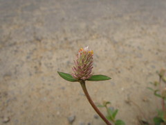 Gomphrena celosioides