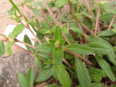 Gomphrena celosioides