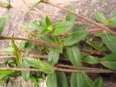 Gomphrena celosioides