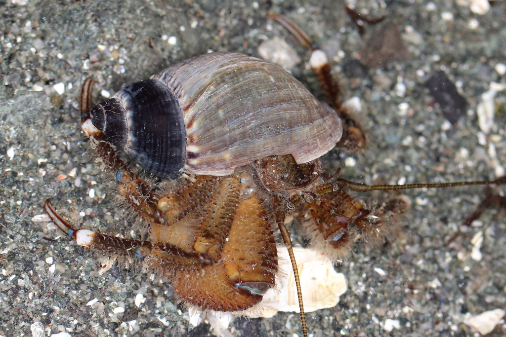 hairy hermit