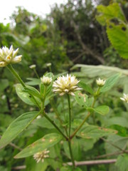 Gomphrena elegans