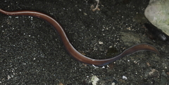 Cerebratulus marginatus