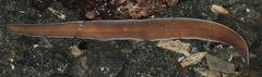 Cerebratulus marginatus