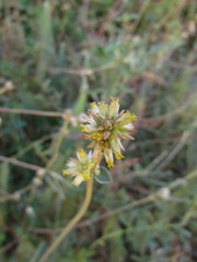 Gomphrena perennis