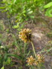 Gomphrena perennis