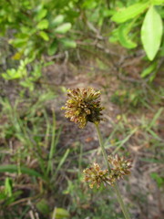 Gomphrena perennis