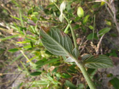 Gomphrena perennis