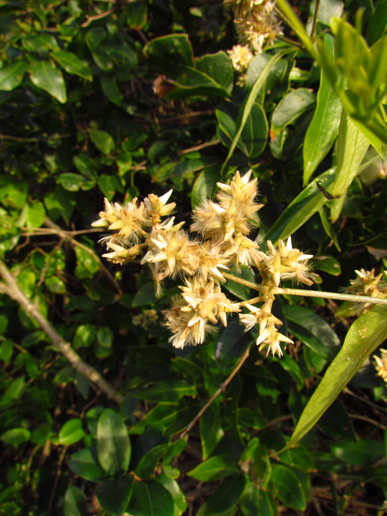 Gomphrena vaga