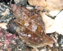 Scabrotrophon stuarti