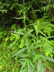 Pfaffia glabrata