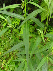 Pfaffia glabrata