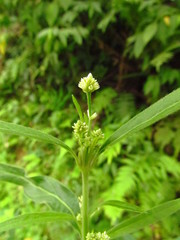 Pfaffia glabrata