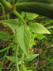 Pfaffia glomerata