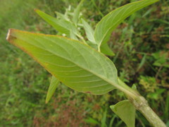 Pfaffia glomerata