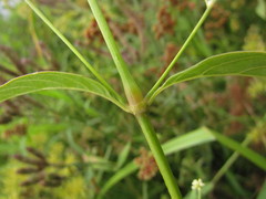 Pfaffia glomerata