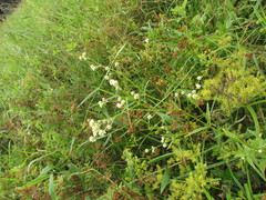 Pfaffia glomerata
