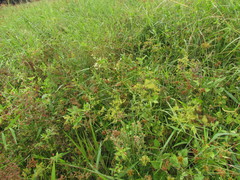 Pfaffia glomerata