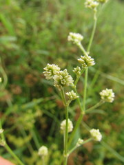 Pfaffia glomerata