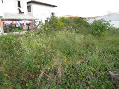 Pfaffia glomerata