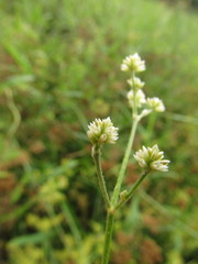Pfaffia glomerata