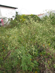 Pfaffia glomerata