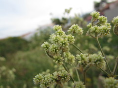 Pfaffia glomerata