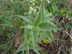 Pfaffia glomerata