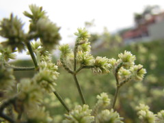 Pfaffia glomerata