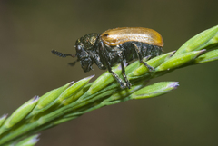 Labidostomis longimana