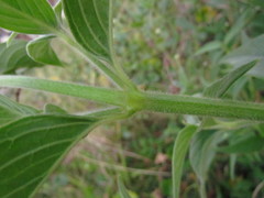 Pfaffia glomerata