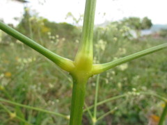Pfaffia glomerata
