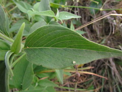 Pfaffia glomerata