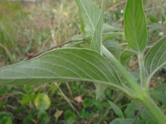 Pfaffia glomerata