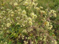 Pfaffia glomerata